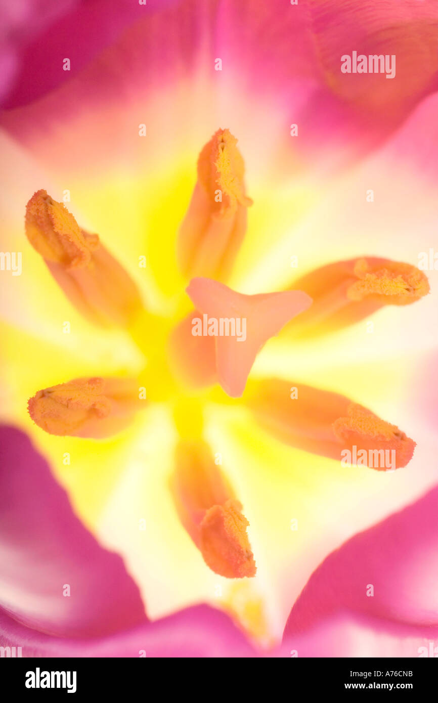 Close up macro of a purple tulip (tulipa) stamen. Stock Photo