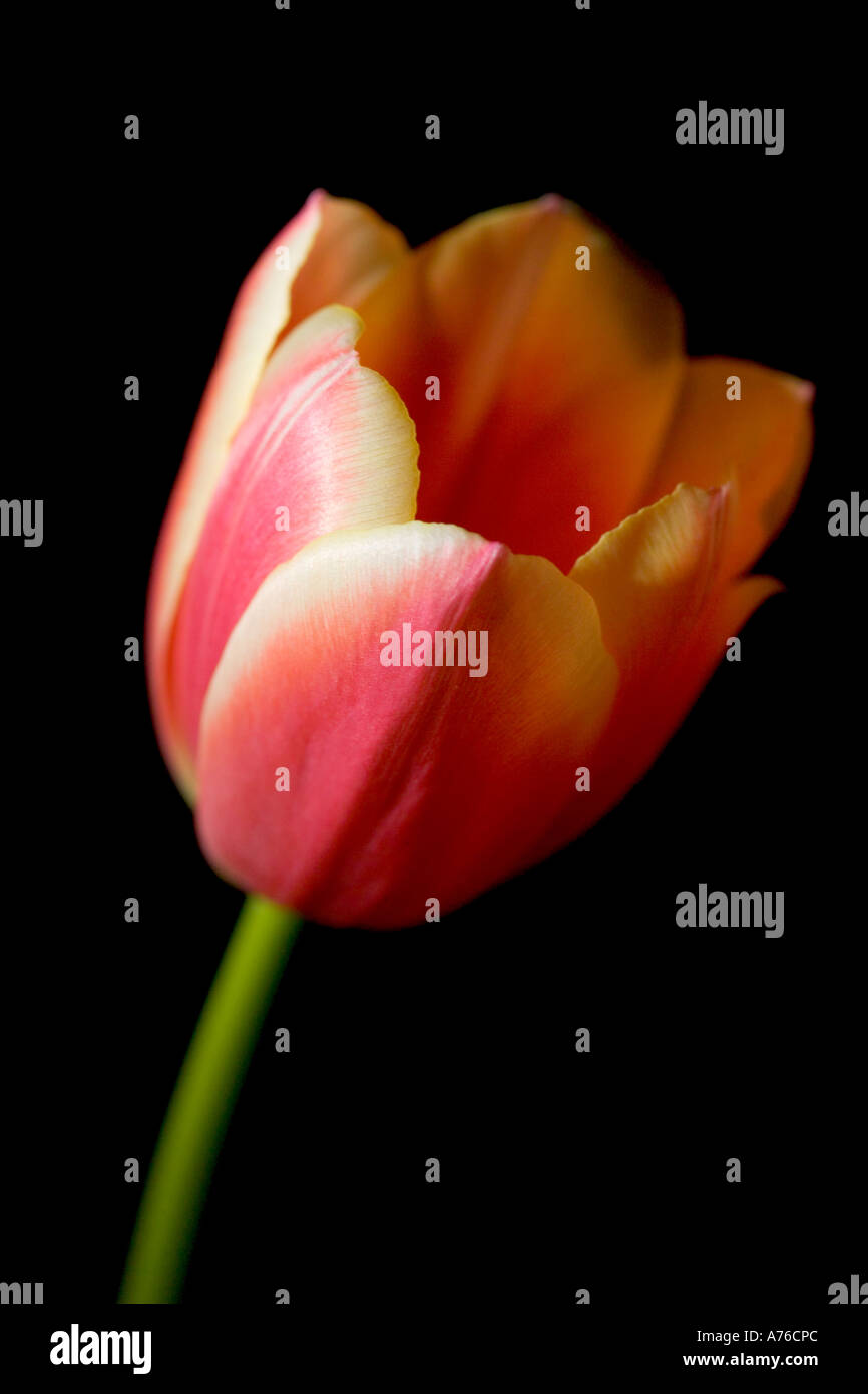 Head tulip hi-res stock photography and images - Alamy