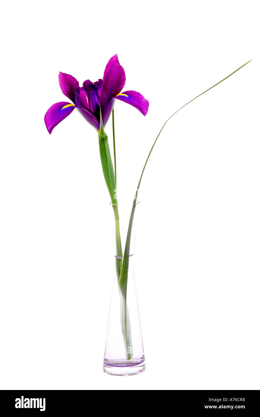 A purple mauve magenta iris in a glass specimen vase on pure white background. Stock Photo