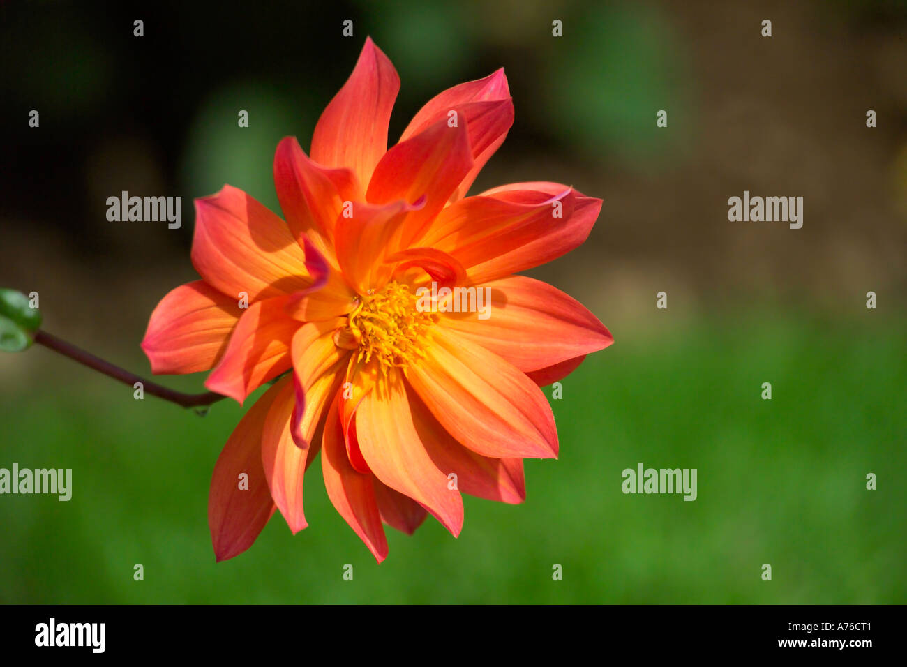 A bright orange red dahlia flower head against a green background. Stock Photo