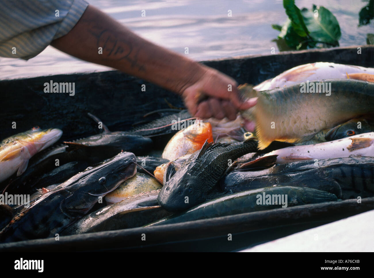Amazon river fish catch Stock Photo
