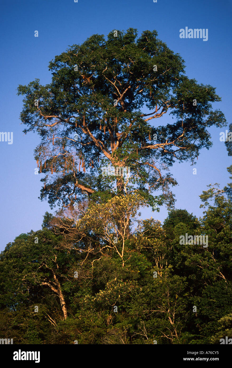 Emergent tree rising above the rainforest canopy layer, Amazon Basin Stock Photo
