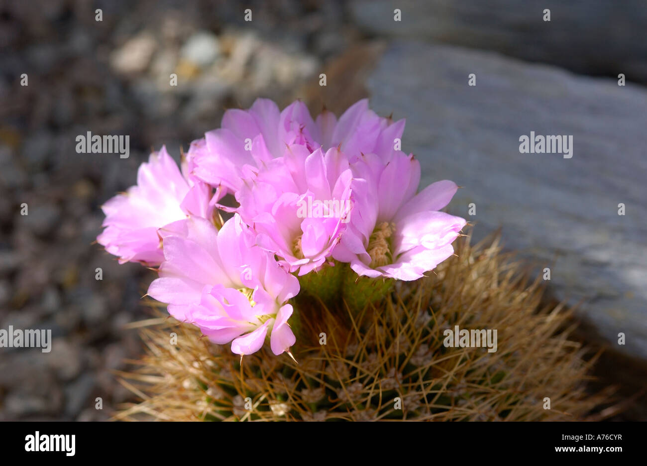 Echinopsis spiniflora in flower Stock Photo