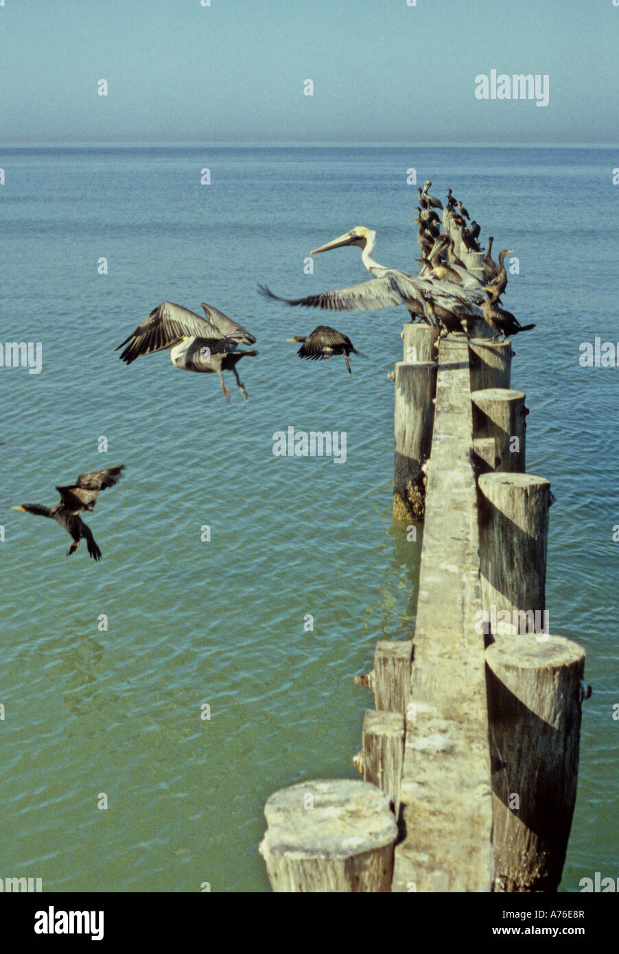 Water Birds taking flight from a jetty in Naples, Florida Stock Photo