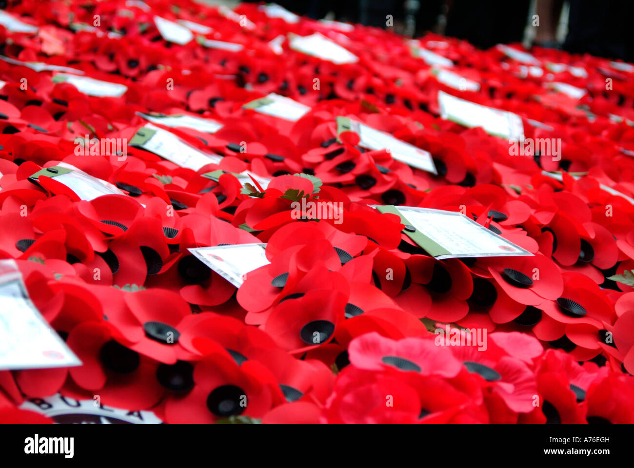 Poppy wreaths on the Cenotaph on Remembrance Day 2006 in London Stock ...