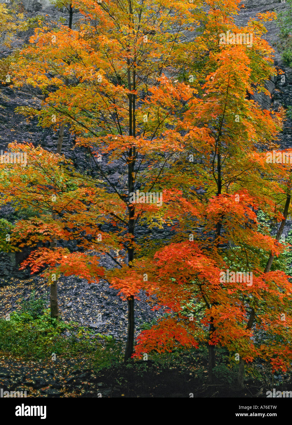 Maple Leaves, Taughannock Falls State Park, NEW YORK Stock Photo