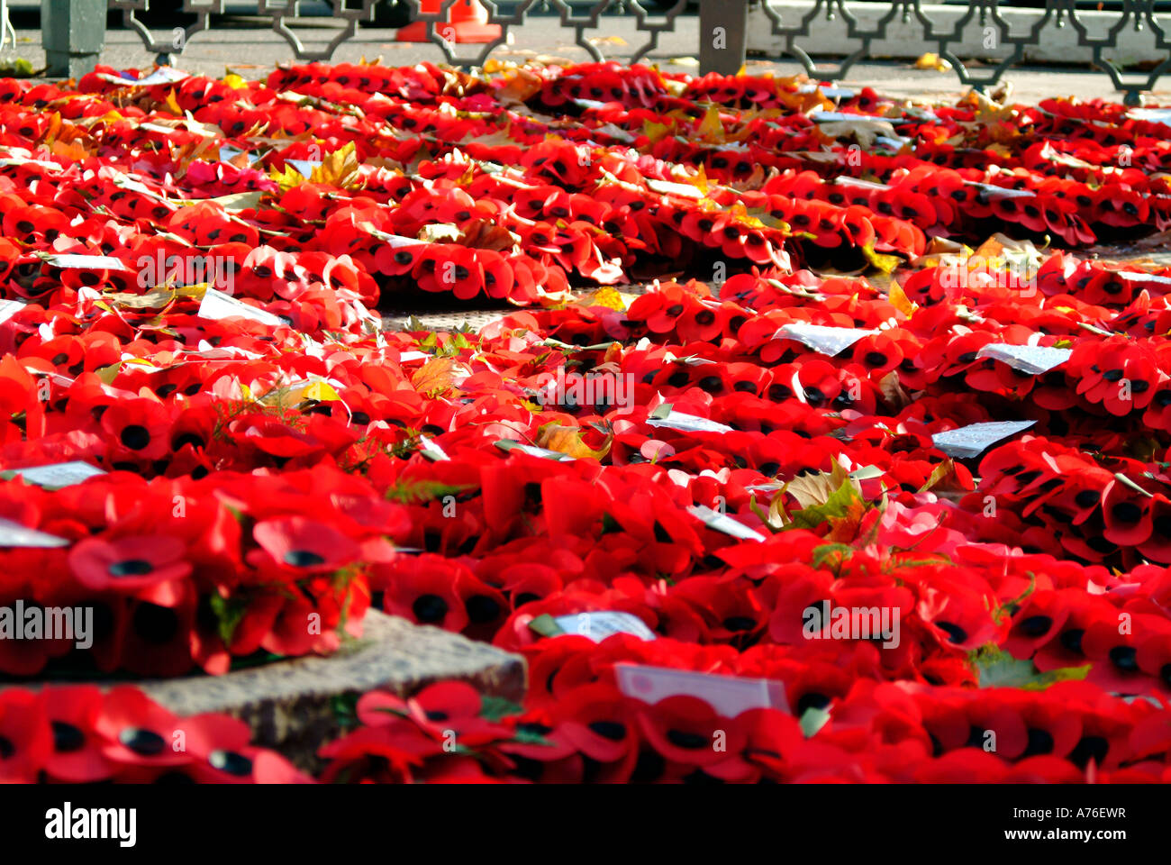 Poppy wreaths on the Cenotaph on Remembrance Day 2006 in London Stock ...