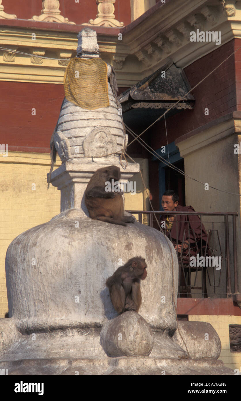 Monkeys and the Monk Swayambhunath Temple Kathmandu Nepal Stock Photo ...