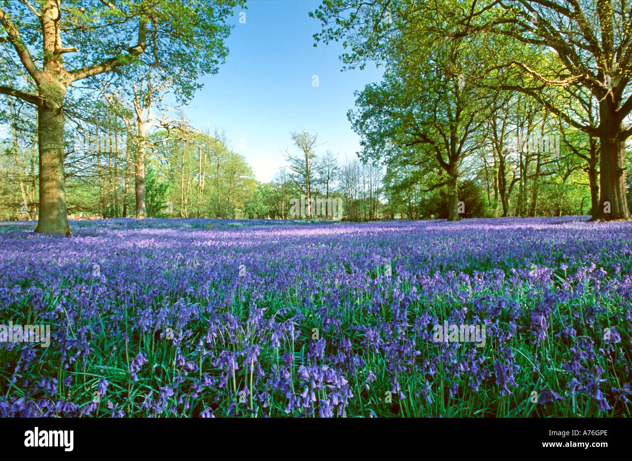 A typical english woodland field covered in bluebells. Stock Photo