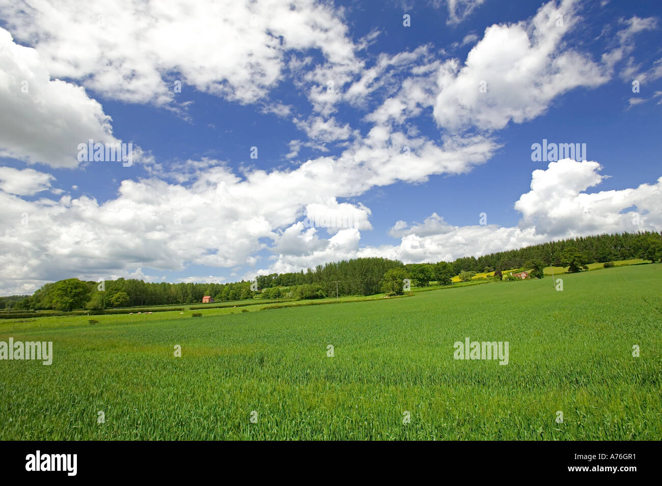 Typical English countryside scene of green fields and blue sky. Stock Photo