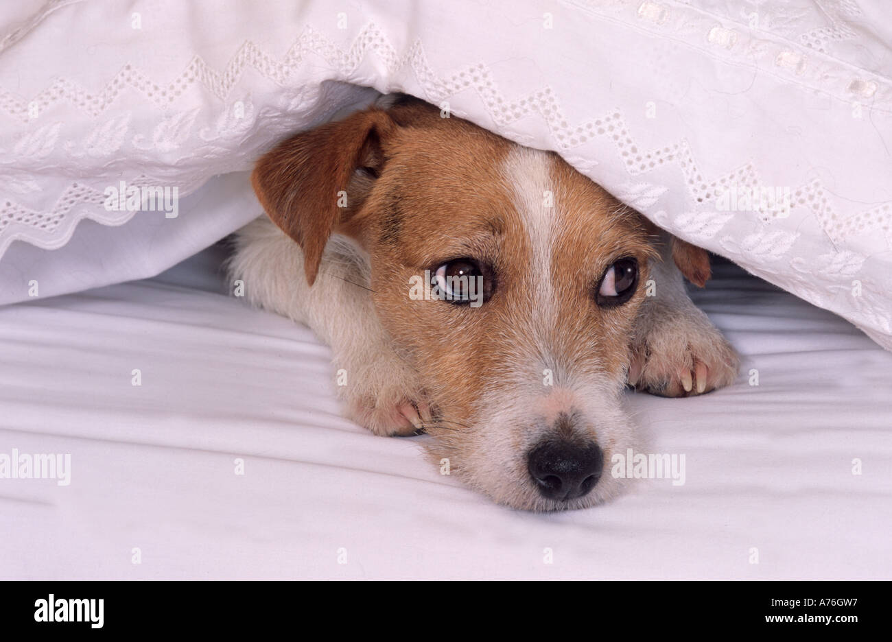 Jack Russell Terrier in human bed Stock Photo