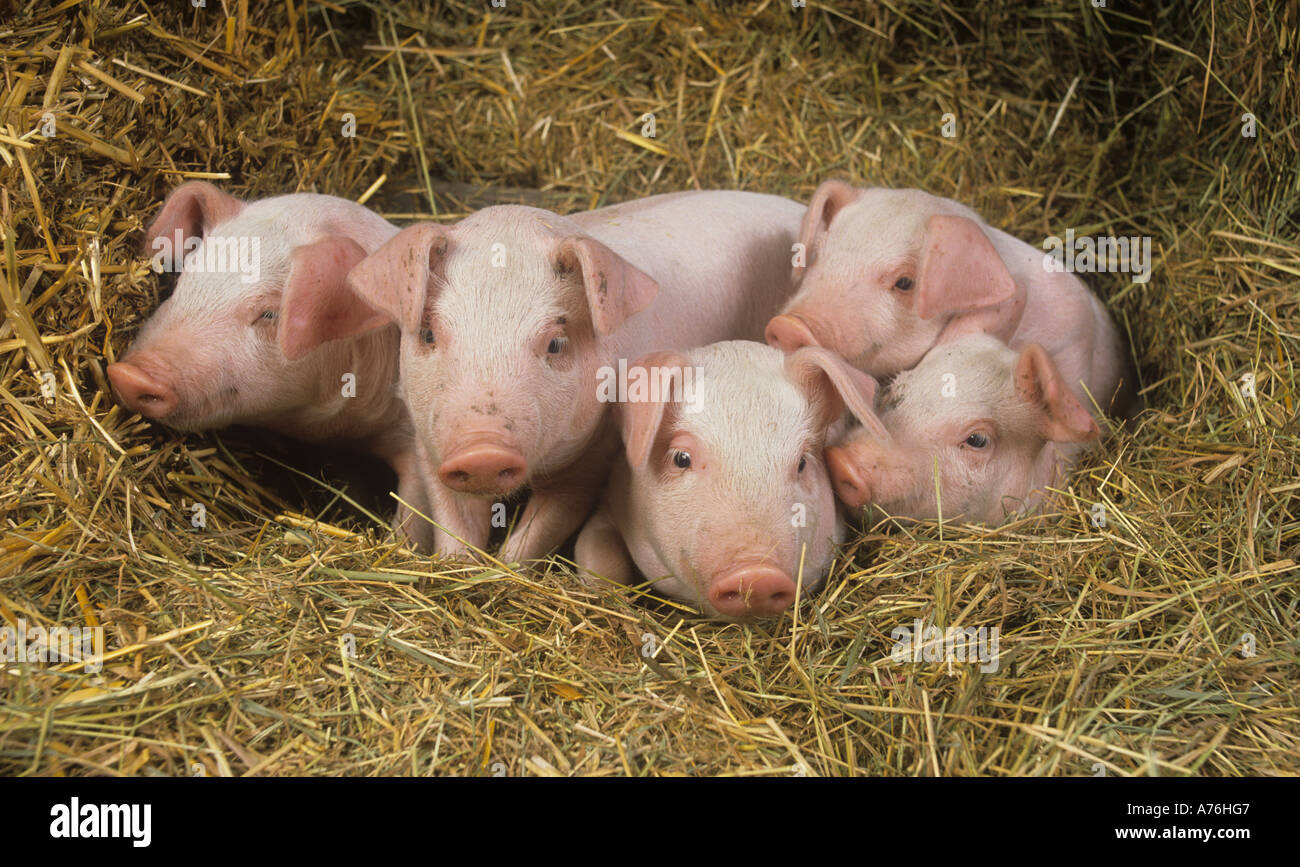 A litter of Large white hybrid Piglets on Buckinghamshire small holding