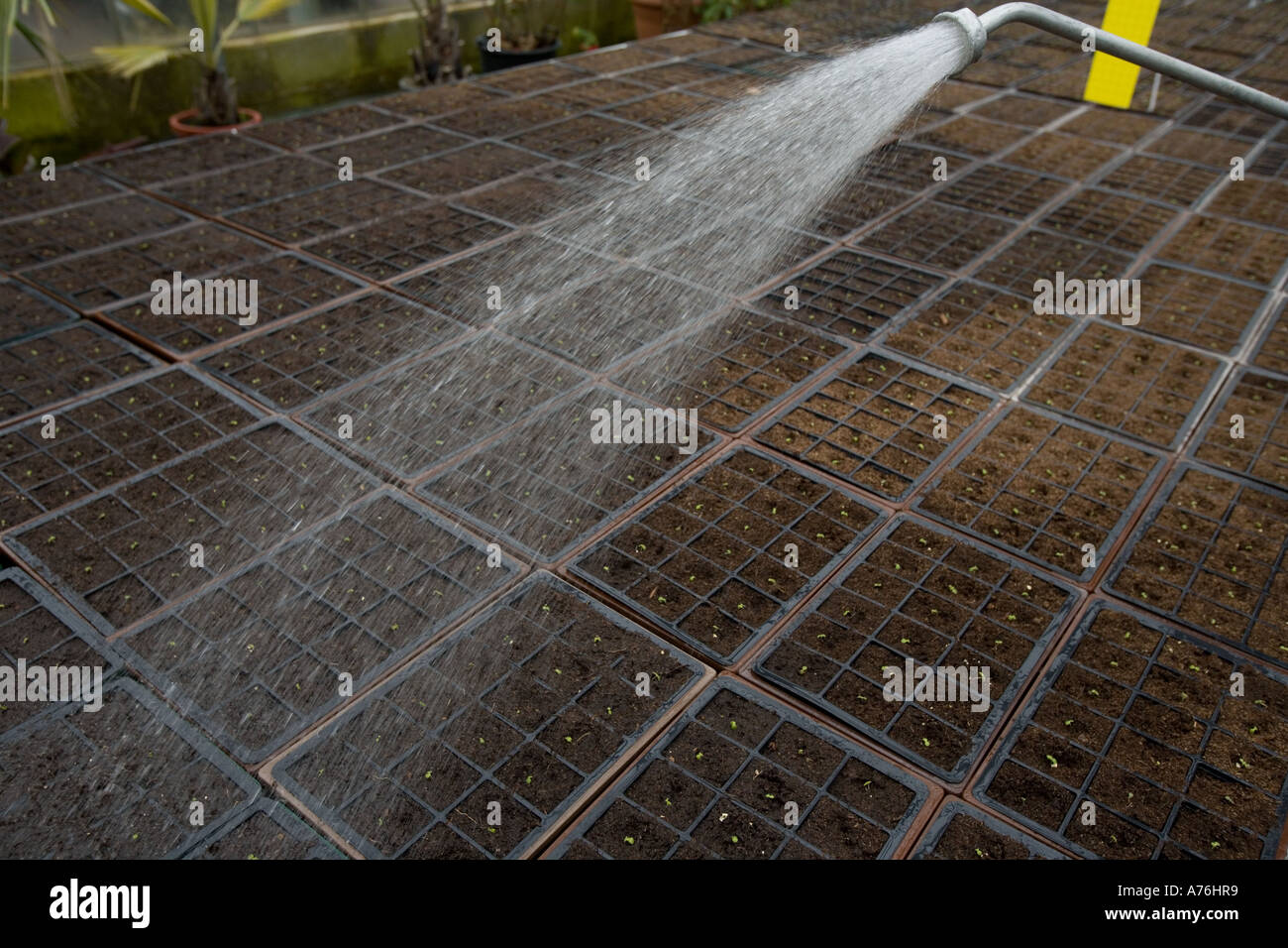 Seedlings for Summer Bedding being Watered Stock Photo