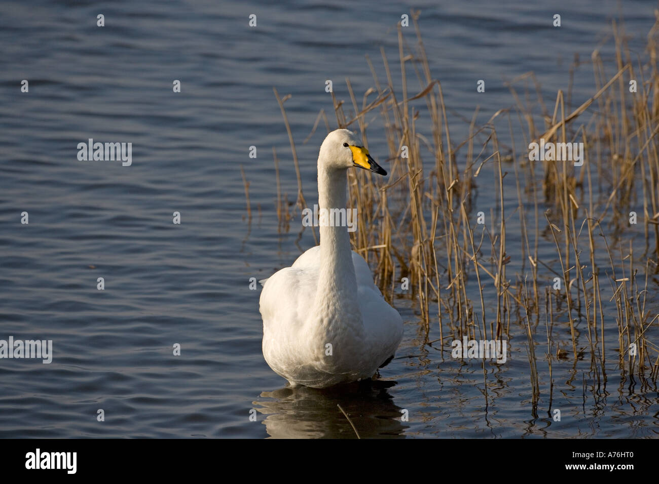 Whooper Swan Cygnus cygnus Ouse Washes Cambs Stock Photo