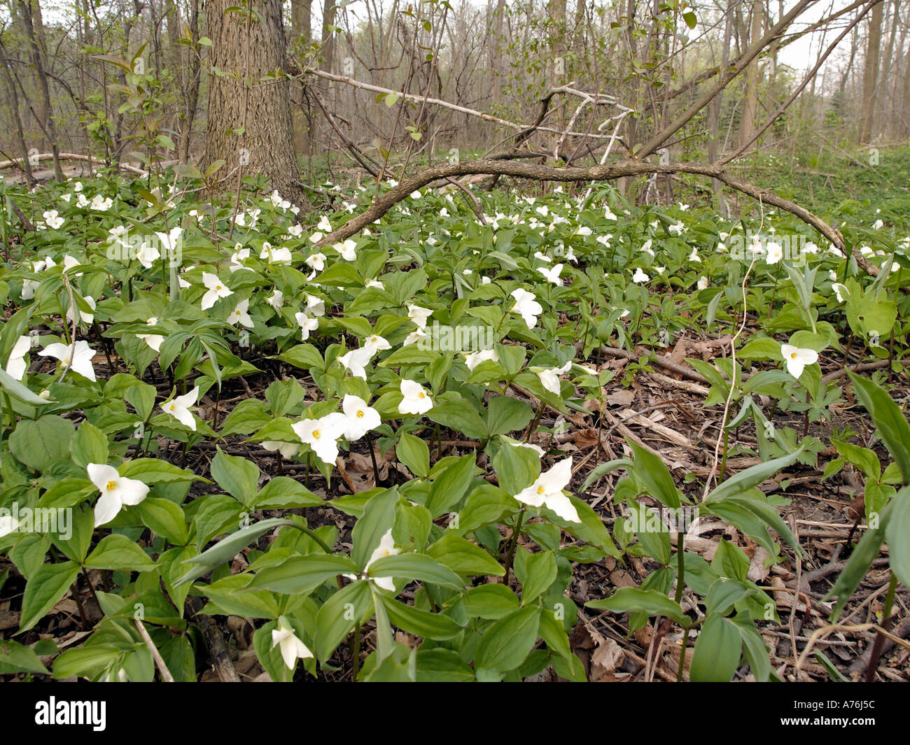 A patch of Trillium Trillium grandiflorum blooming in a moist woodland in Southeast Michigan Stock Photo