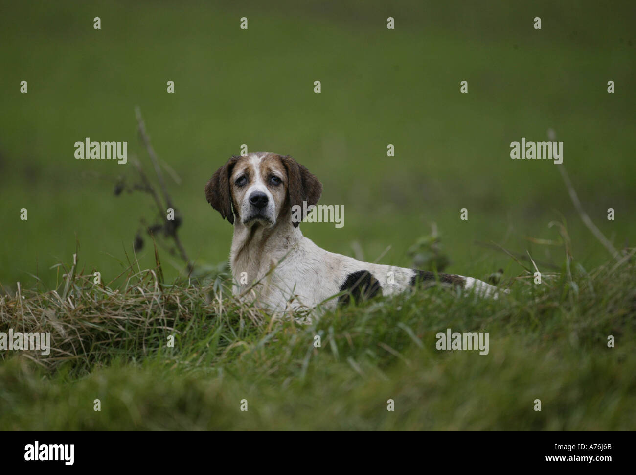 Hare Hunting with Basset Hounds Stock Photo Alamy