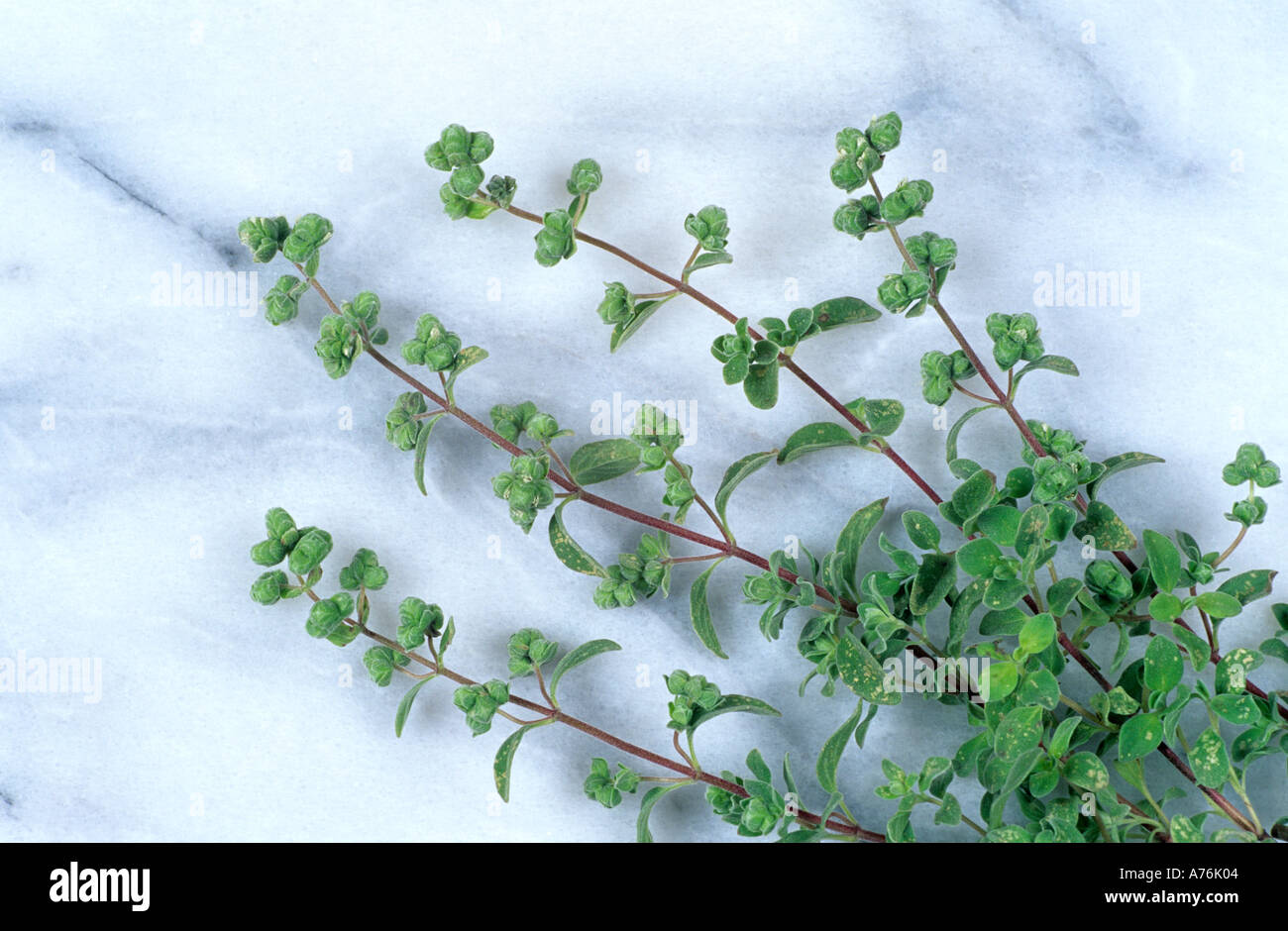 Kraeuter Herb Herbs Thymian Thyme Stock Photo