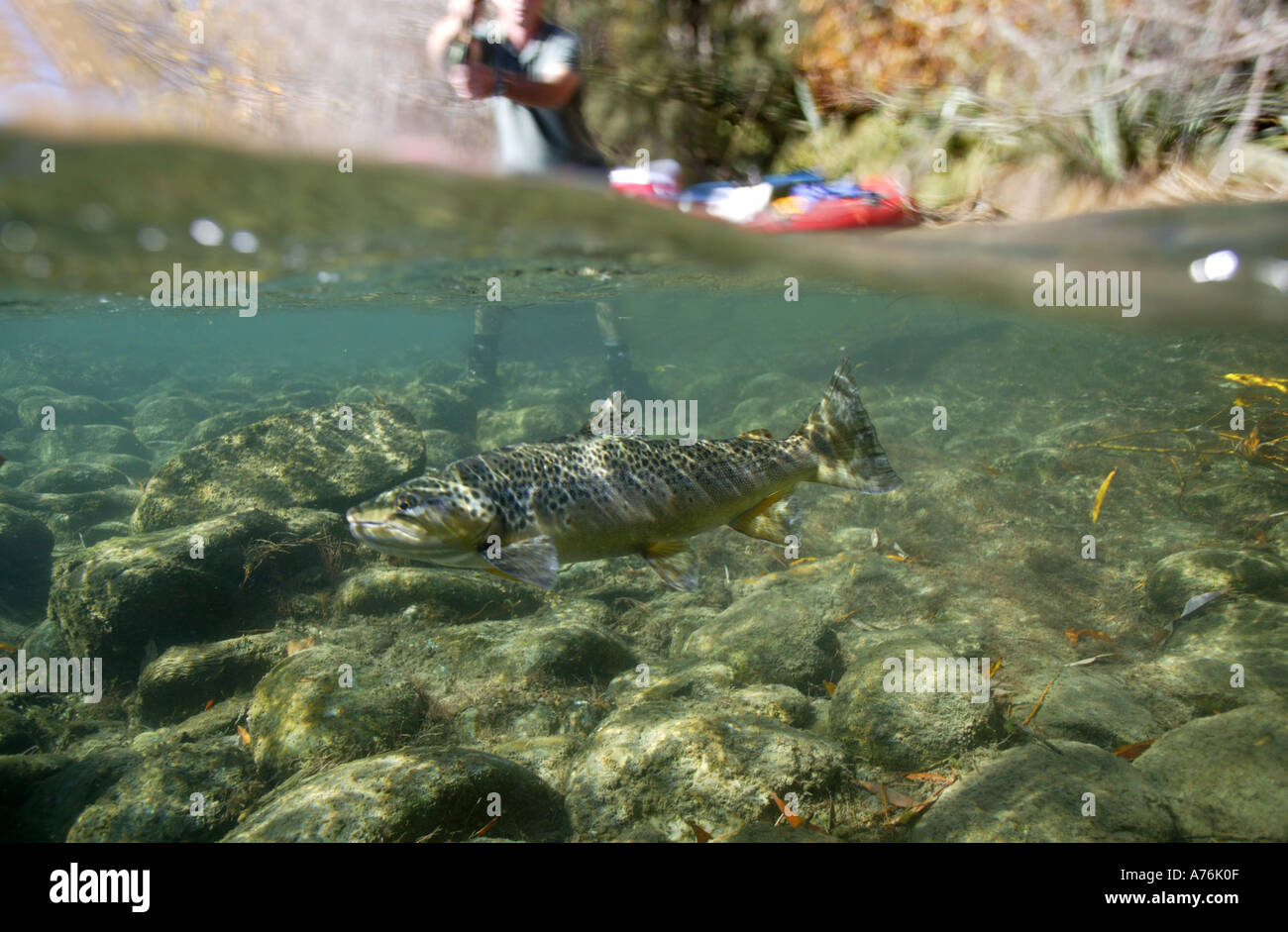 Brown Trout Fly Fishing on the Clutha River Wanaka New Zealand Stock