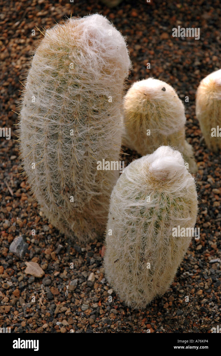 Cephalocereus senilis Old Man Cactus alsa called Old Man of Mexico or Bunny Cactus Stock Photo