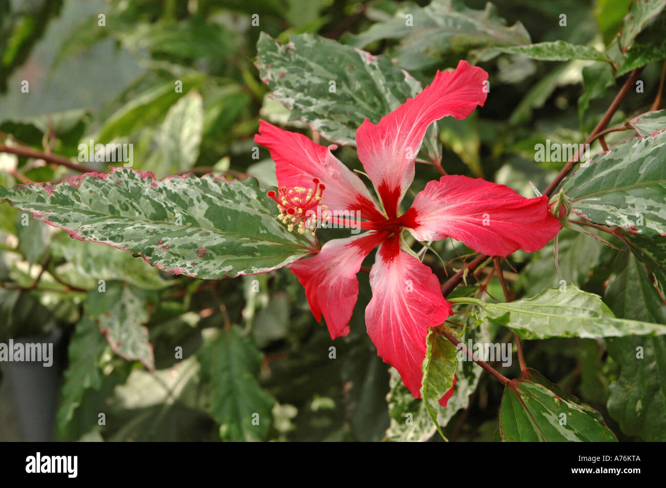 Hibiscus rosasinensis flower also called Rose of China var Cooperi