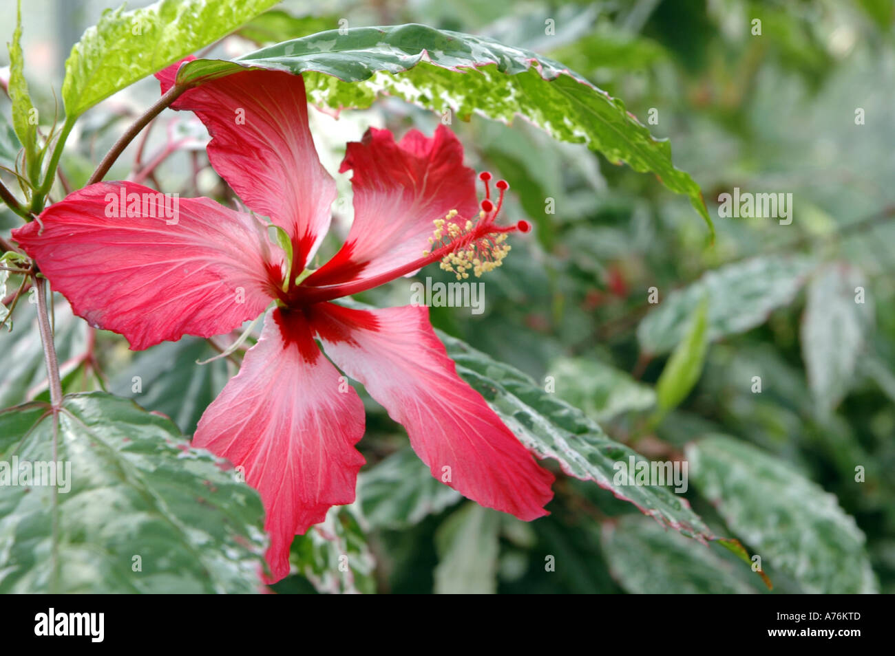 Hibiscus rosa-sinensis flower also called Rose of China var Cooperi Stock Photo