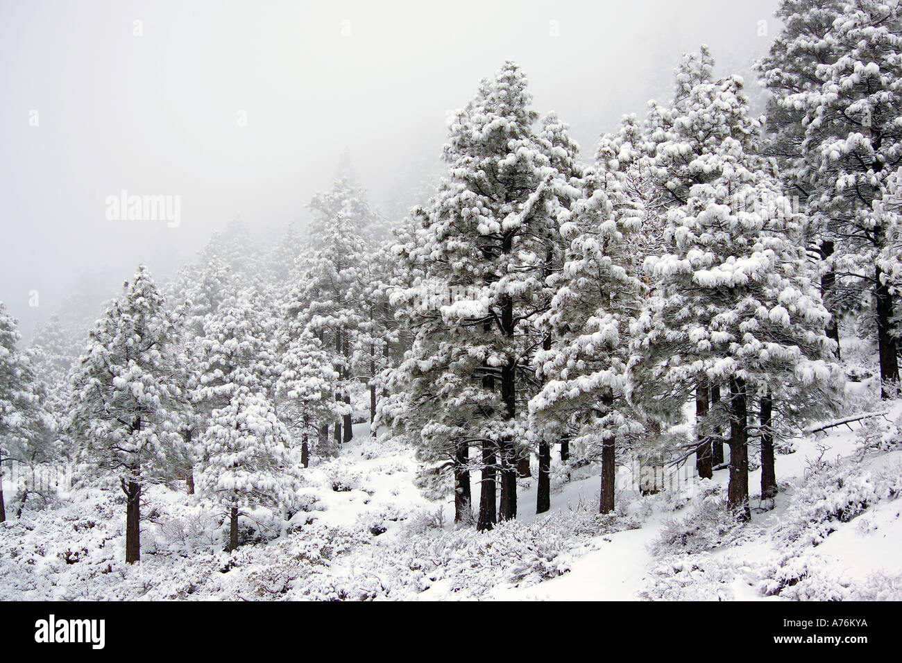 Evergreen trees covered in fresh snow in the fog Near Lake Tahoe in the USA. Stock Photo