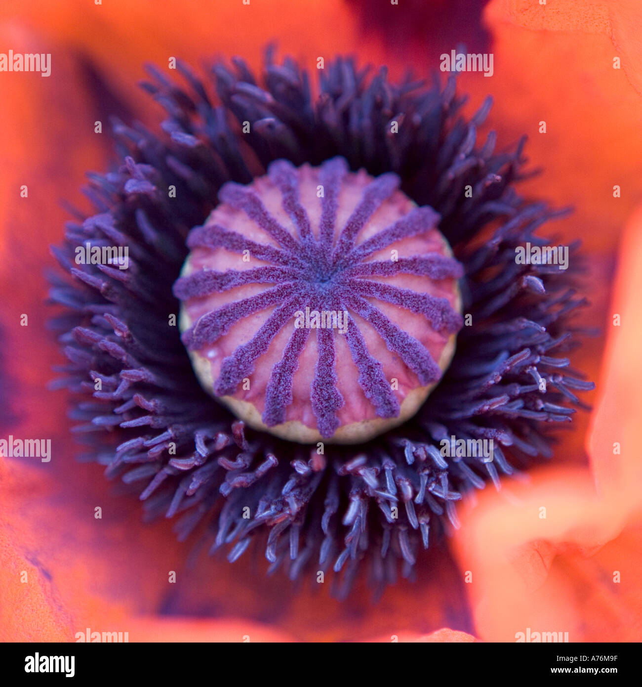 Centre of a poppy hires stock photography and images Alamy