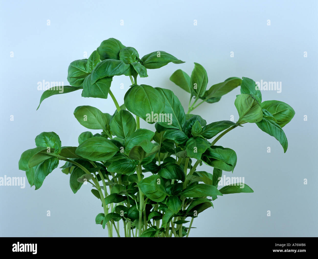Kraeuter Herb Herbs Basilikum Basil Stock Photo