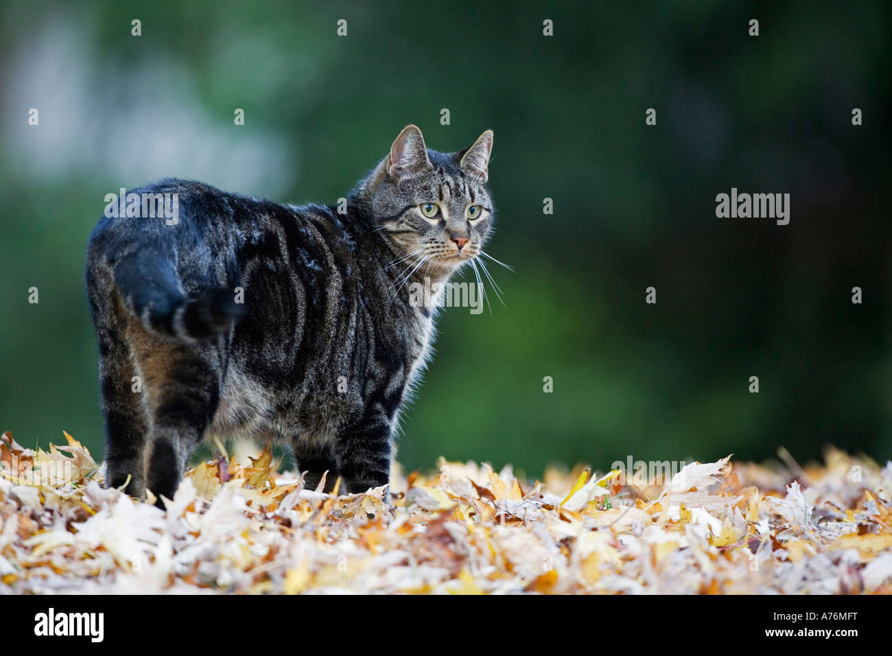 Cat walking on autumn leaves Stock Photo - Alamy