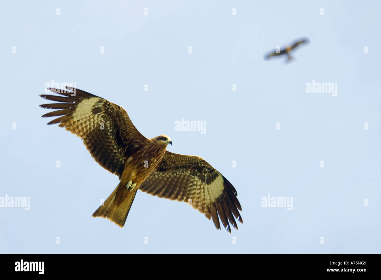 2 Black Kites (Milvus migrans govinda) aka Pariah Kite, circling in the sky looking for prey. Stock Photo