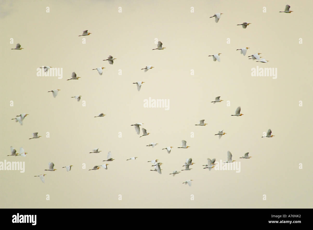 A flock of Great Egrets (Ardea alba) aka Great White or Common Egret, flying in the sky. Stock Photo