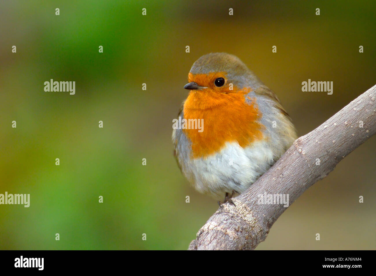 Close up of a European Robin (Erithacus rubecula) perched on the branch of a tree in winter. Stock Photo