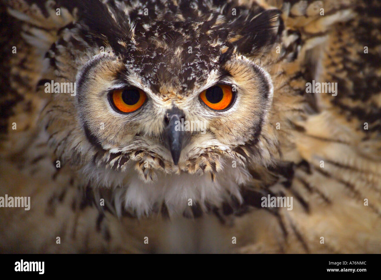 Close up of the angry staring eyes of the Long-eared Owl (Asio otus) in a typical defensive position. Stock Photo