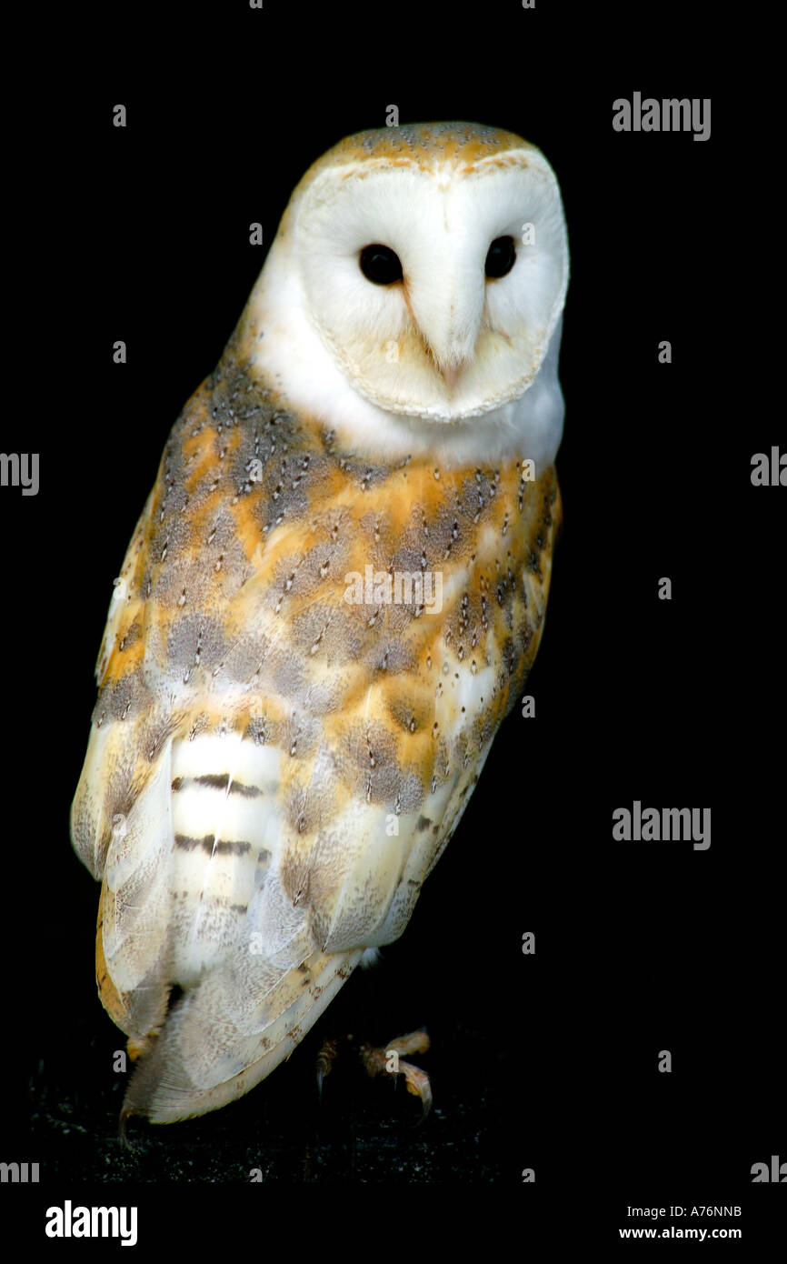 Full length portrait of a Barn Owl (tyto alba) standing on a perch against a black background. Stock Photo