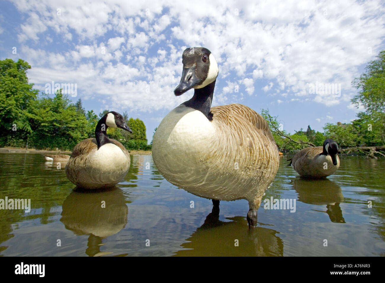 Close focus wide and low angle of Canadian Geese (Branta canadensis) on a lake in the summer sunshine. Stock Photo