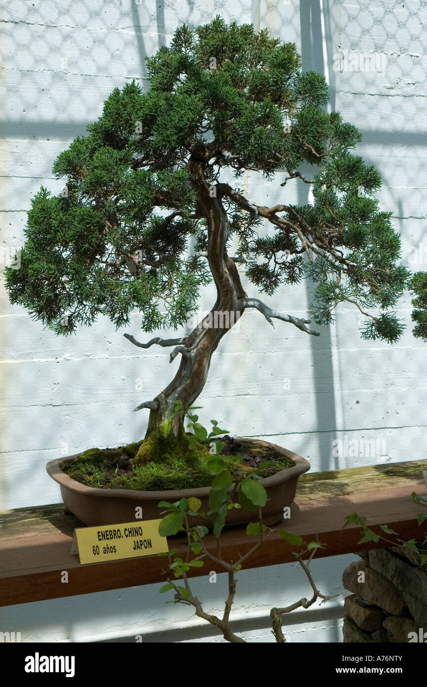 Genévrier bonzai bonsai Japonais Chinois Chine Japon orient orient