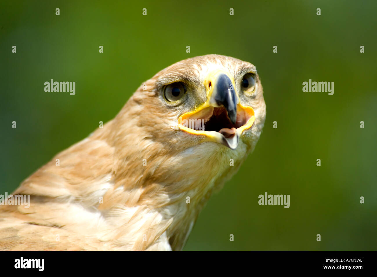 Close up of a Falcon's head whilst screeching. Stock Photo