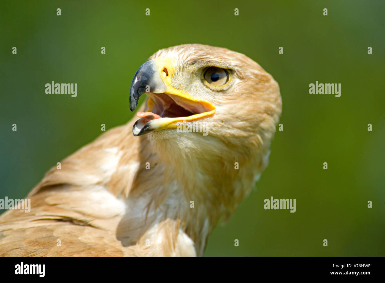 Close up of a Falcon's head whilst screeching. Stock Photo