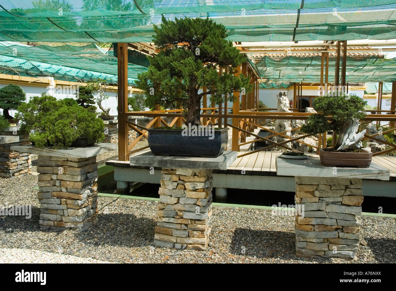 Bonsai Museum MARBELLA Malaga Province Andalusia Region Spain Stock