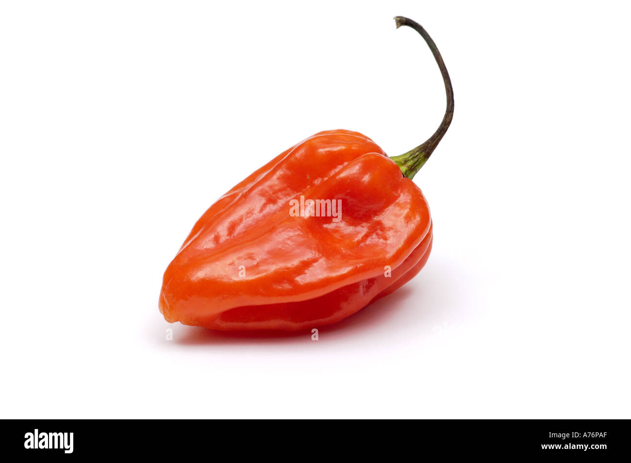 Red Habanero chilli on white background Stock Photo