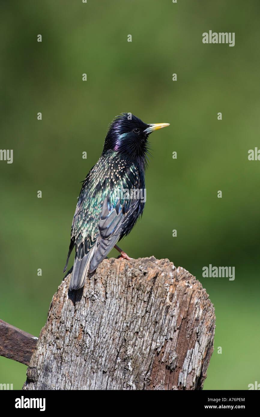 Starling Sturnus vulgaris perched on old gate with nice out of focus green background Stock Photo
