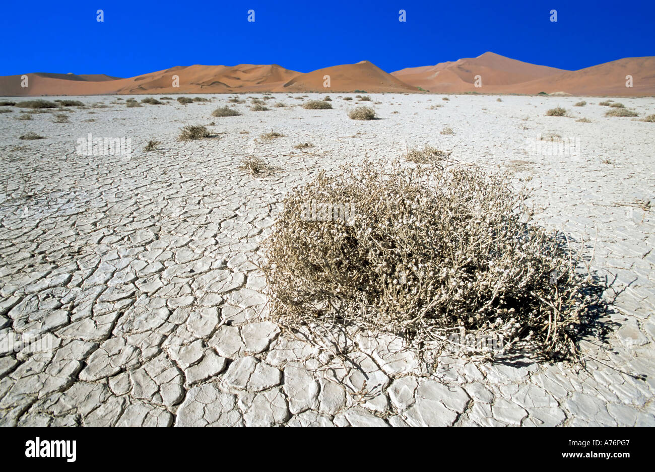 Namibian desert landscape with dried shrubs on a dry river bed and sand