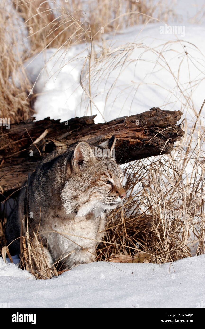 North American Bobcat Stock Photo Alamy North American Bobcat Stock Photo Alamy