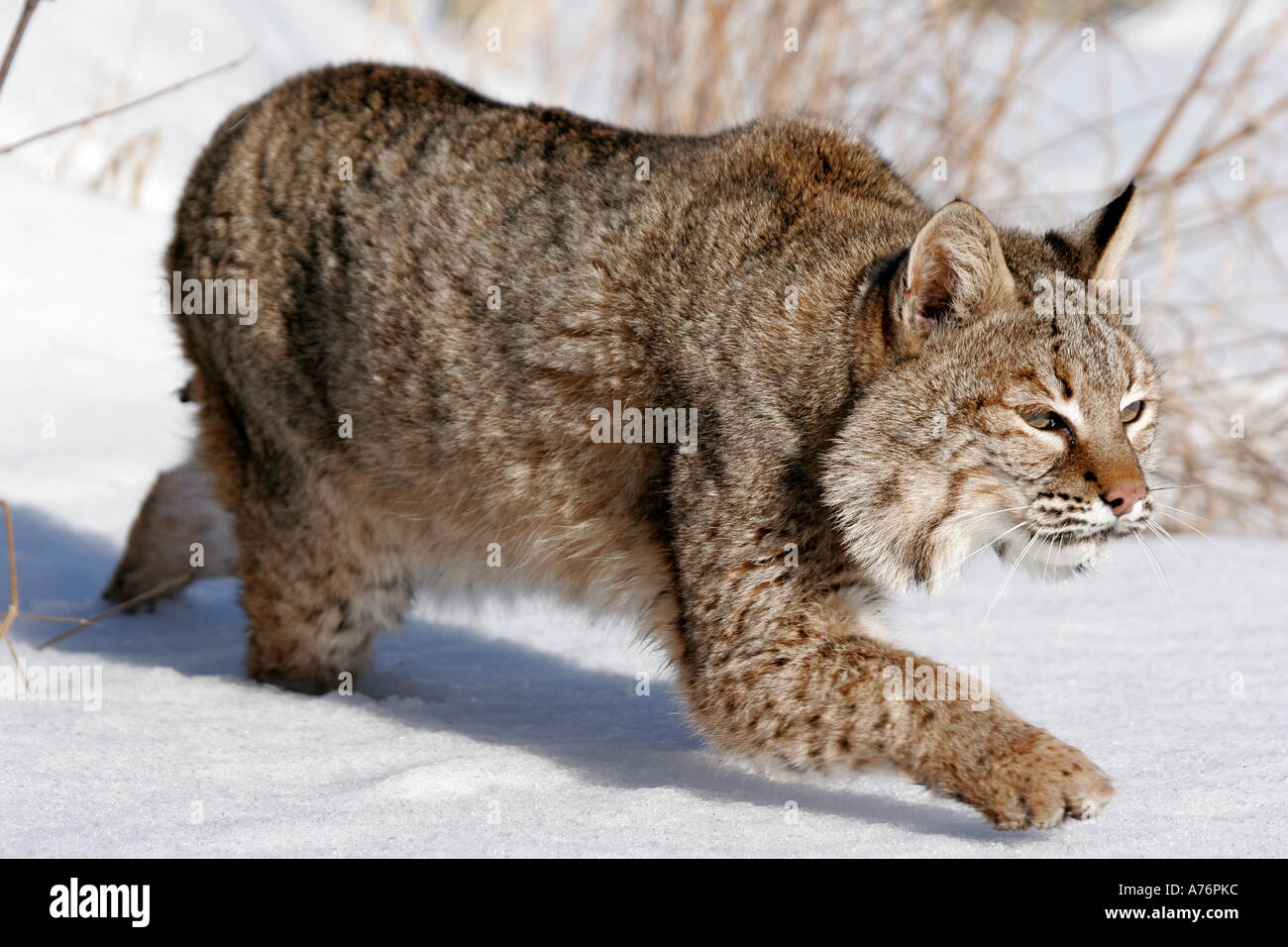 North American Bobcat hunting in winter Stock Photo Alamy
