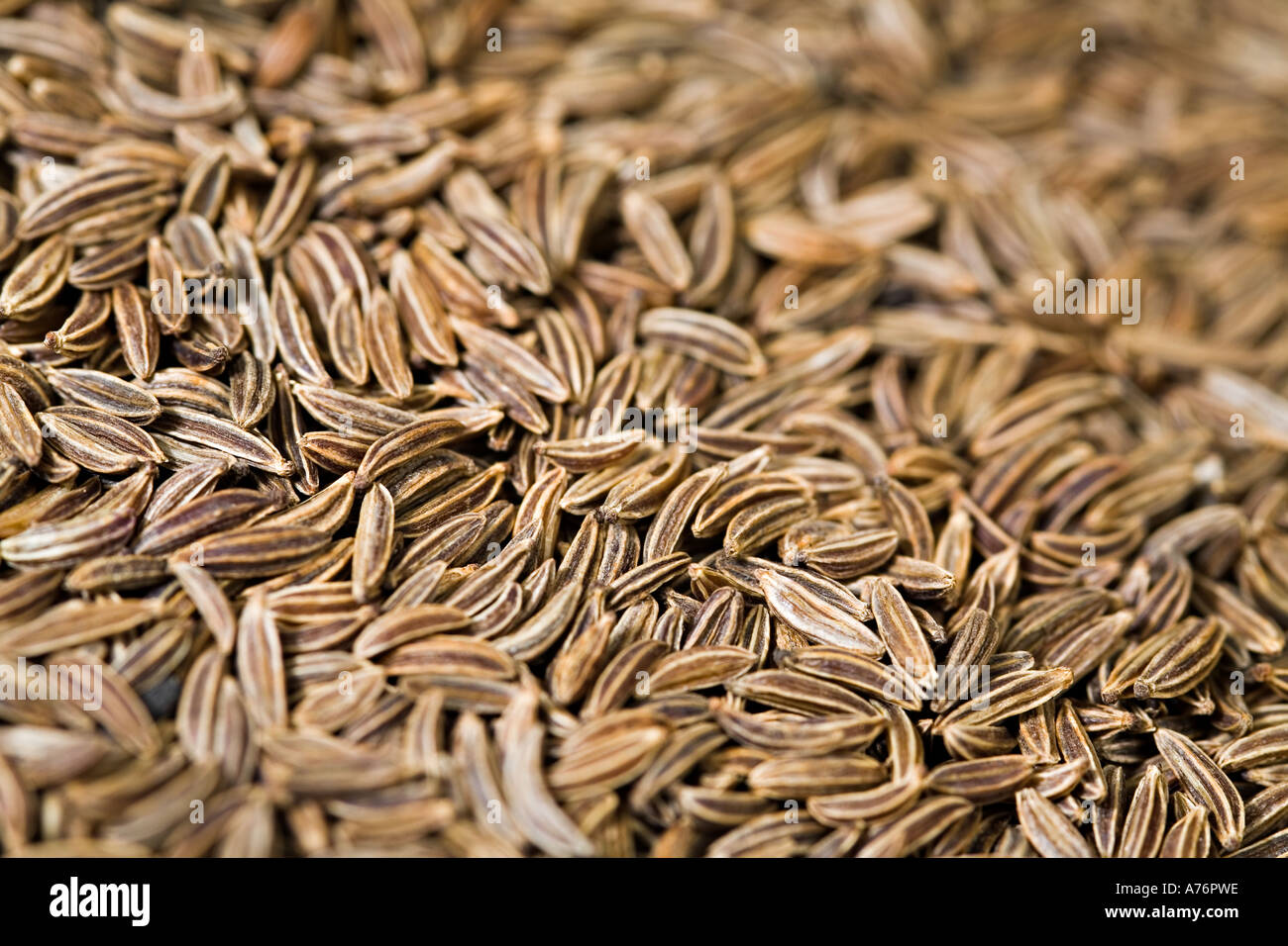 Caraway seeds for use in cooking Stock Photo Alamy