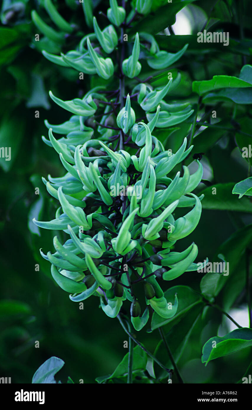 Jade vine is native to the Philippines where it grows in tropical rain forests Plant outdoors in full sun in frost free areas Stock Photo