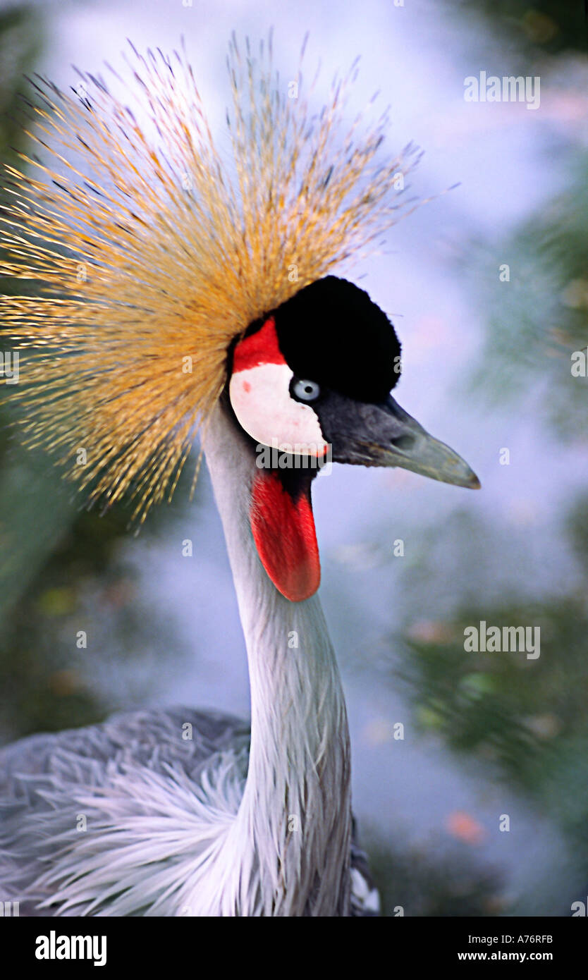 grey-crowned-crane-regarded-as-the-national-bird-of-uganda-and-seen-as