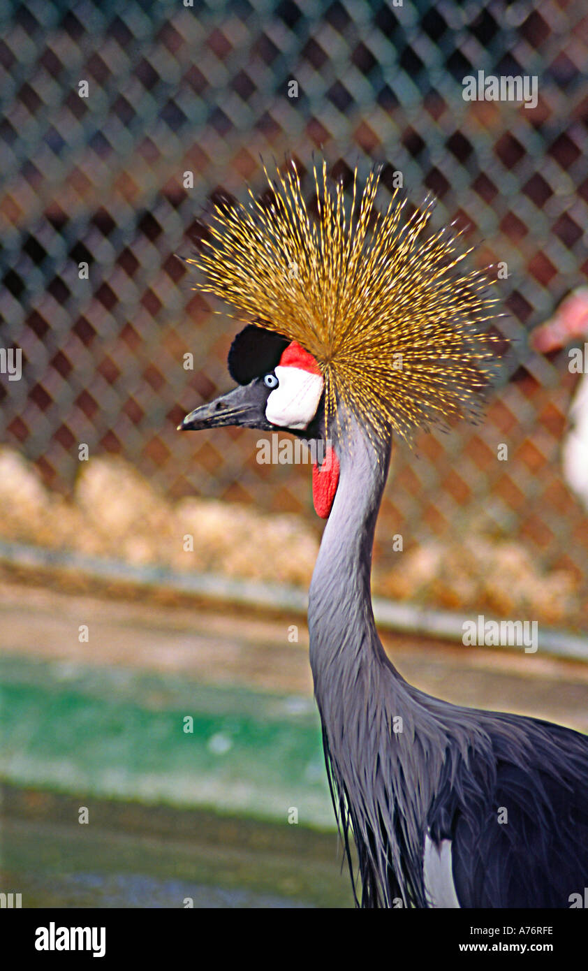 Grey Crowned Crane regarded as the national bird of Uganda and seen as