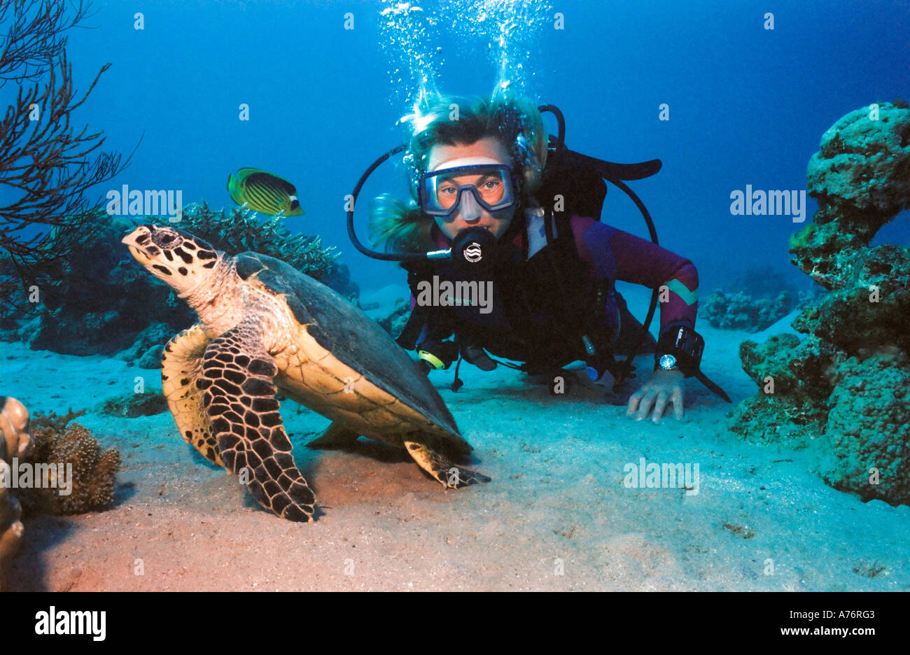 A scuba diver observing a Green turtle (chelonia mydas) next to a coral reef. Stock Photo