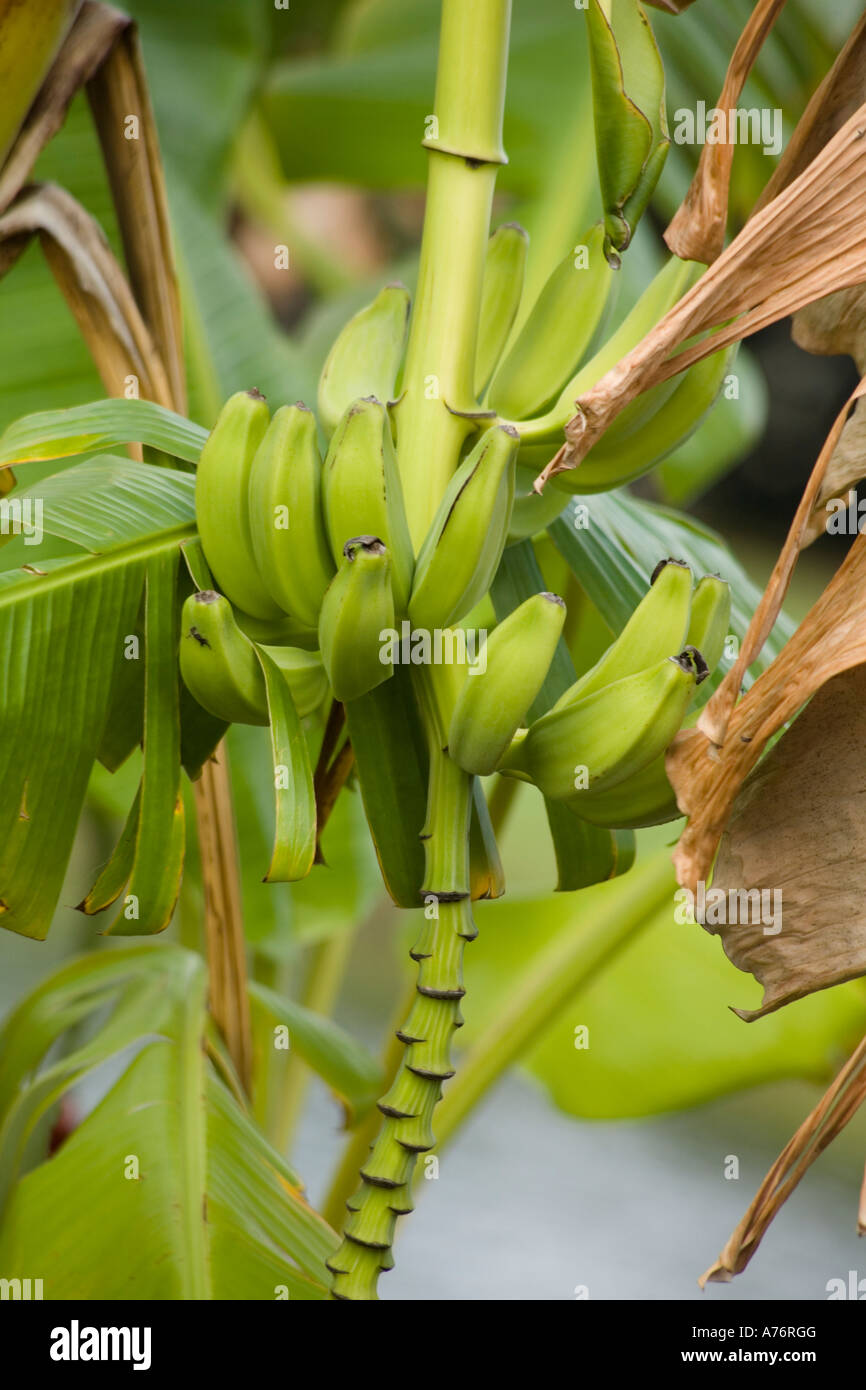 Bananas growing in a garden in Florida Stock Photo Alamy